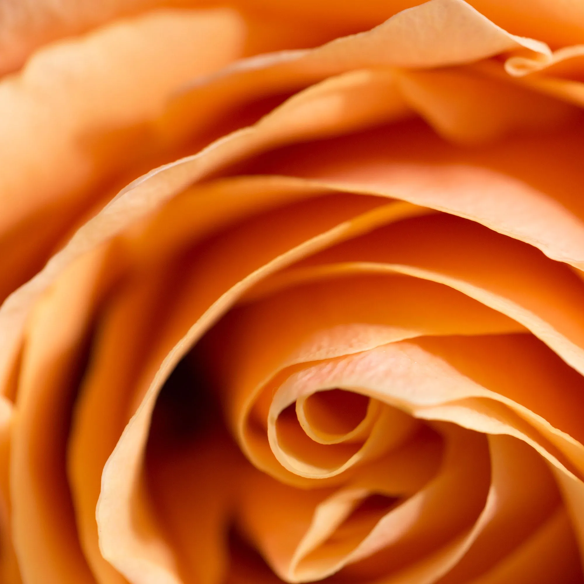 Special Edition Fiery Sphinx Rose Silk Stole Scarf