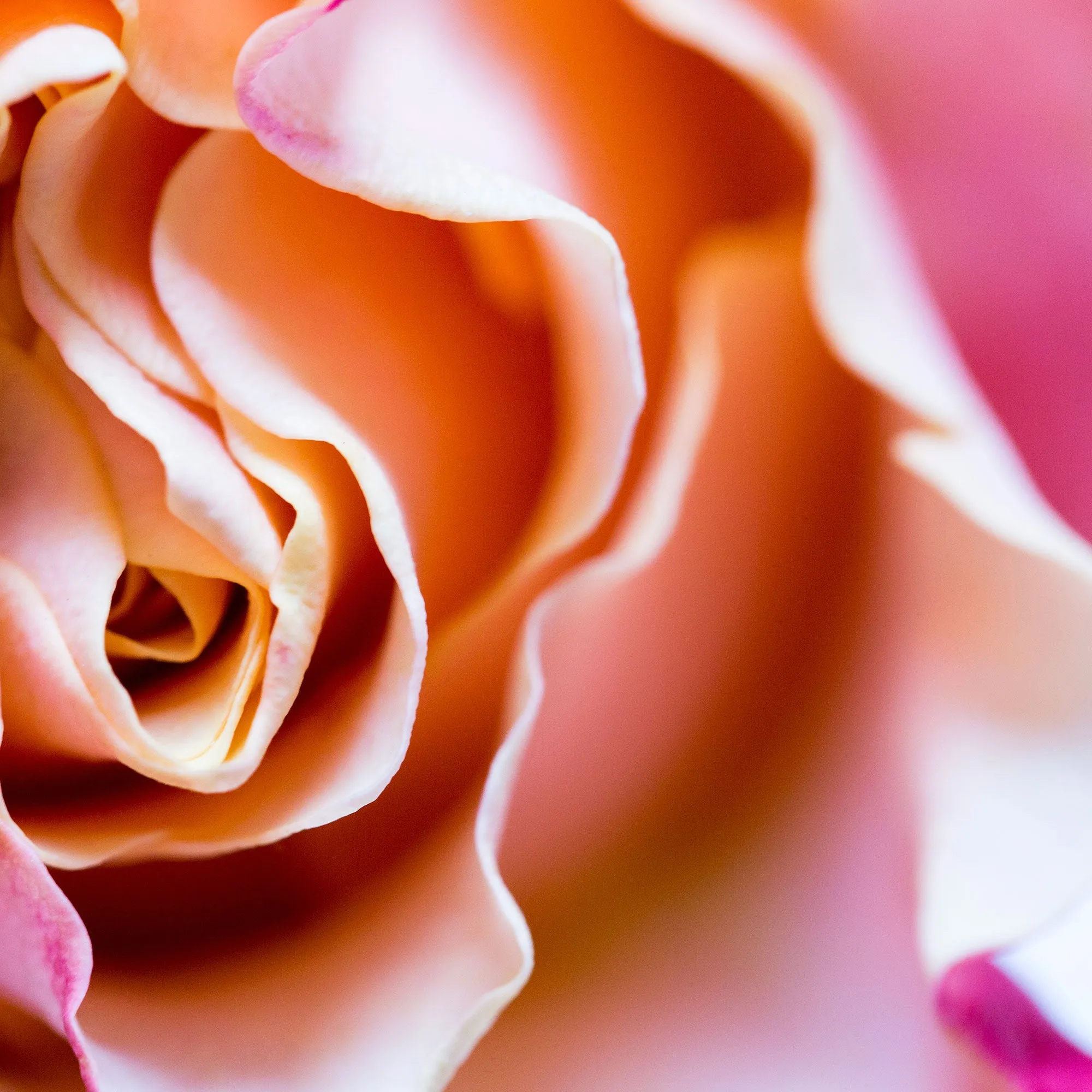 Special Edition Rose Hypnosis Silk Stole Scarf